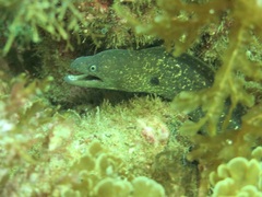 Gymnothorax mordax