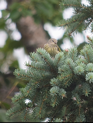 Cape May Warbler