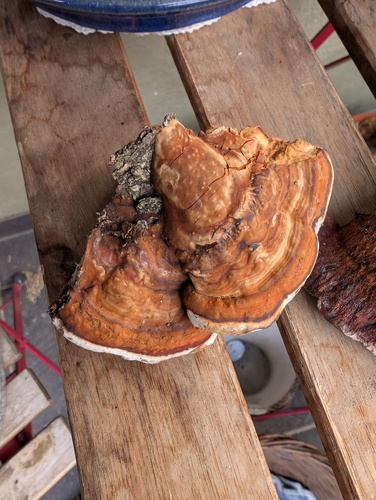 Red-banded Polypore