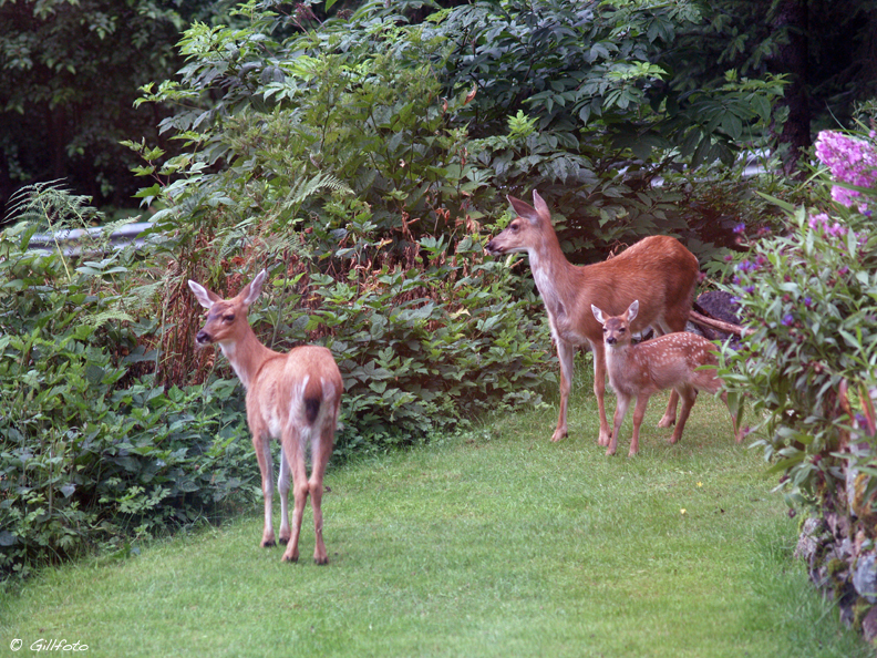 Northern Black-tailed Deer
