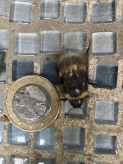 Bombus