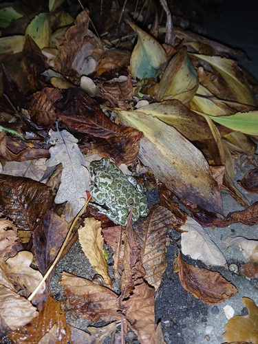 Green Toad