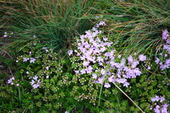 Thymus caespititius