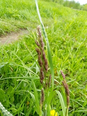 Dactylis glomerata