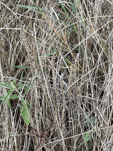 Hybrid Cloakfern