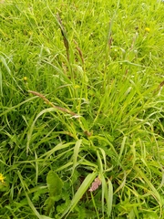 Dactylis glomerata