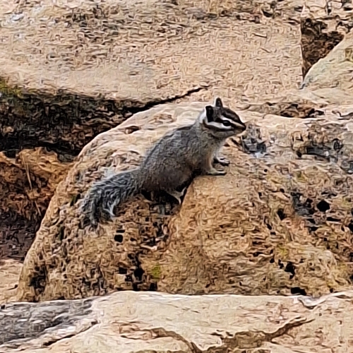 Cliff Chipmunk observed by crcope