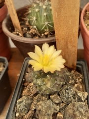 Copiapoa humilis