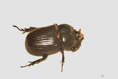 Phileurus didymus