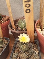 Copiapoa humilis