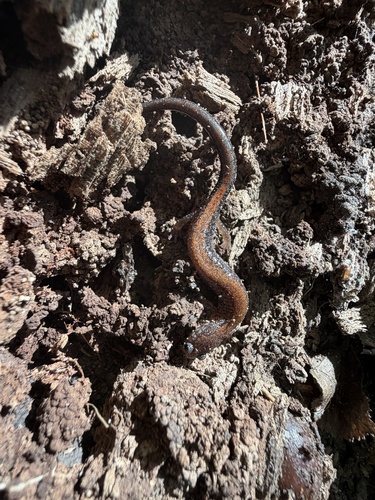 Eastern Red-backed Salamander