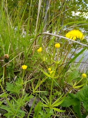 Ranunculus auricomus