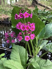 Primula vulgaris