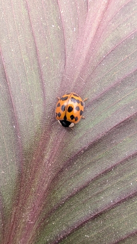 Asian Lady Beetle