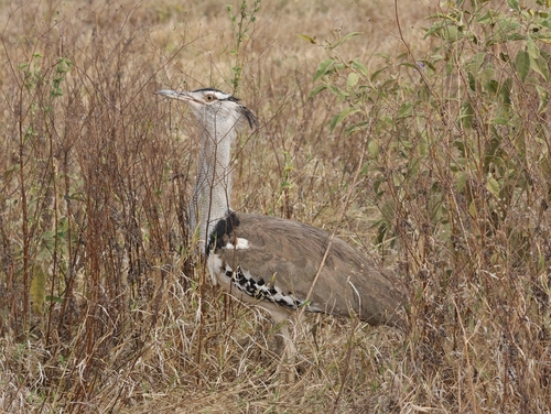 iNaturalist image