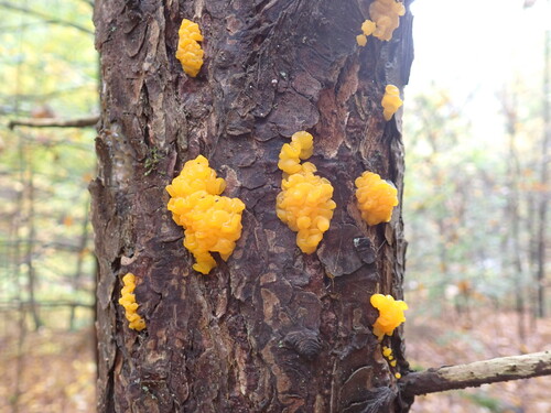 Orange Jelly Spot
