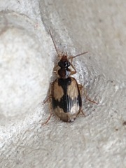 Lebia fuscata