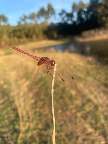 Violet Dropwing