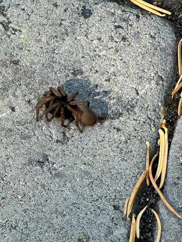 False Tarantula