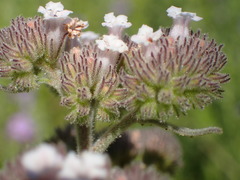 Eriodictyon traskiae smithii