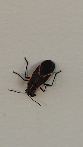 Eastern Boxelder Bug