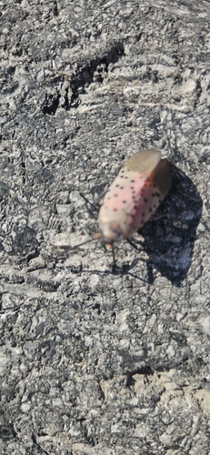 Spotted Lanternfly