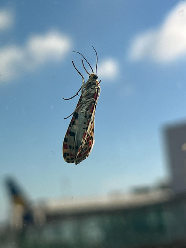 Crimson-speckled Flunkey