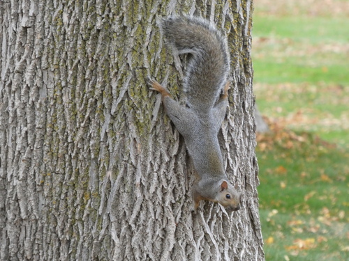 Eastern Gray Squirrel