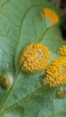 Puccinia violae