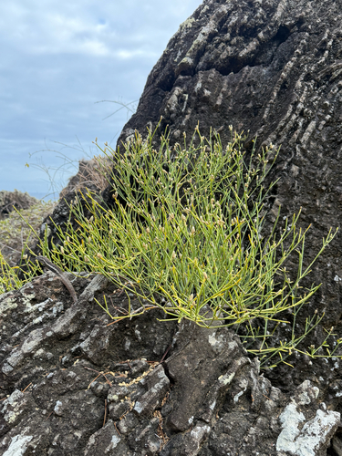 Alternanthera filifolia observed 2026-10-10