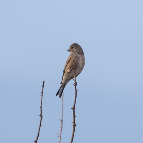 Eurasian Linnet