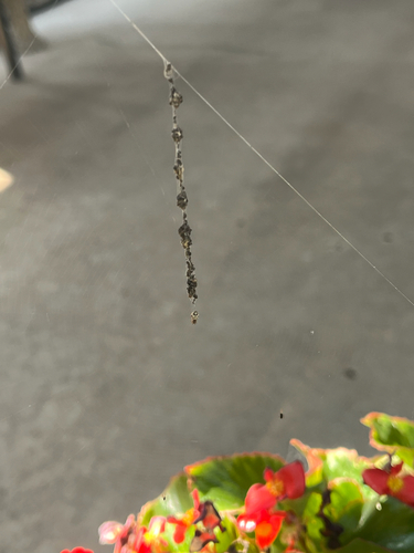 Humped Trashline Orbweaver