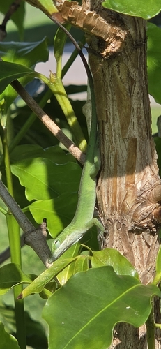 Anolis carolinensis observed 2026-10-13