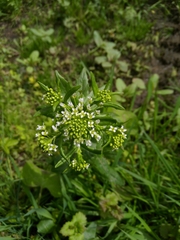 Thlaspi arvense