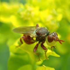 Myopa clausa