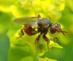 Myopa clausa
