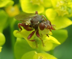 Myopa clausa