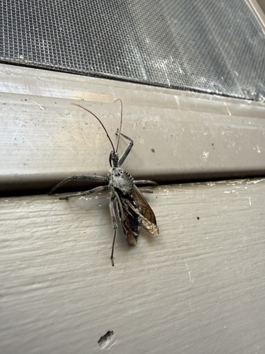 North American Wheel Bug