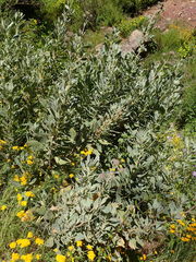 Eriodictyon traskiae smithii