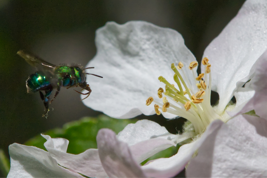Osmia bella