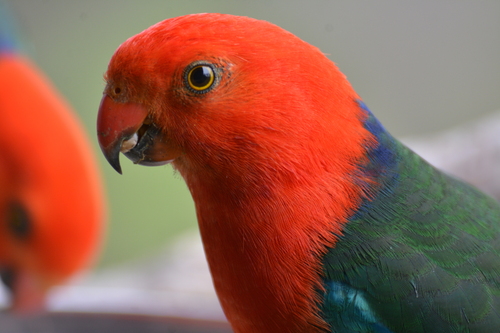 Australian King Parrot
