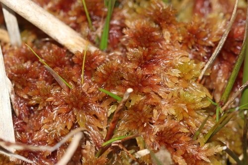 Sphagnum rubellum observed 2026-10-12
