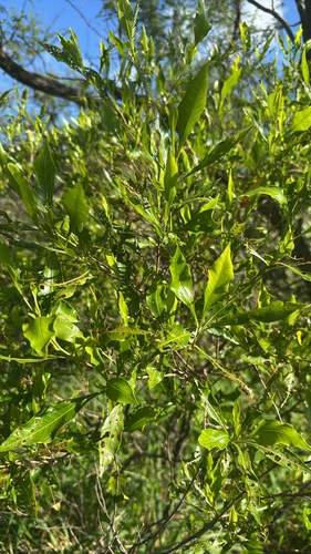 Dodonaea viscosa observed 2026-10-13