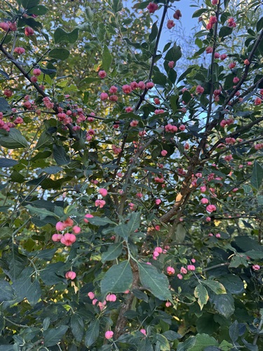 Spindle