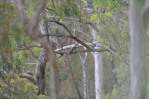 Laughing Kookaburra