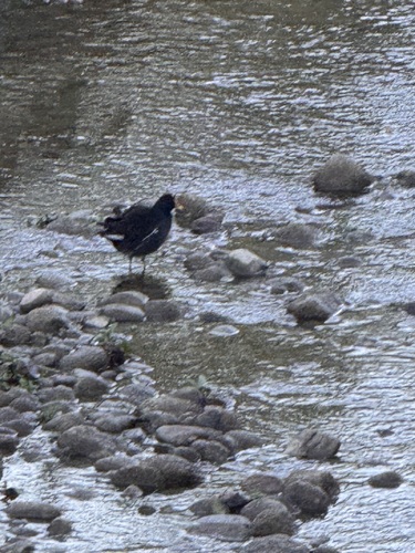 Eurasian Moorhen