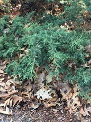 Juniperus procumbens