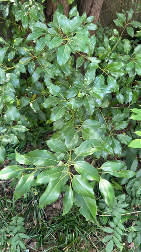 Camphor