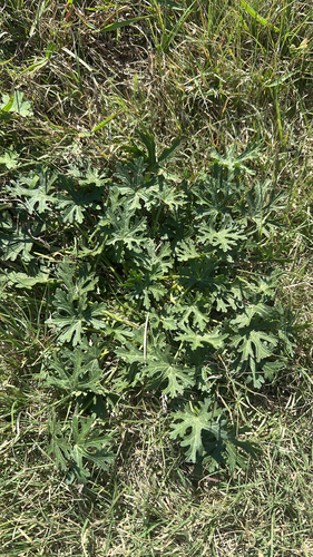 Callirhoe involucrata, 2026-10-13