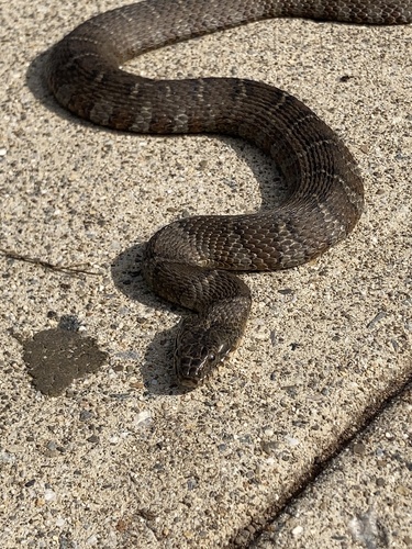 Common Watersnake